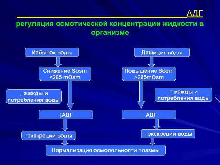 АДГ регуляция осмотической концентрации жидкости в организме Избыток воды Снижение Sosm <285 m. Osm