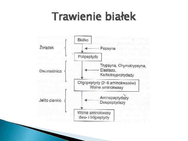 Trawienie białek 