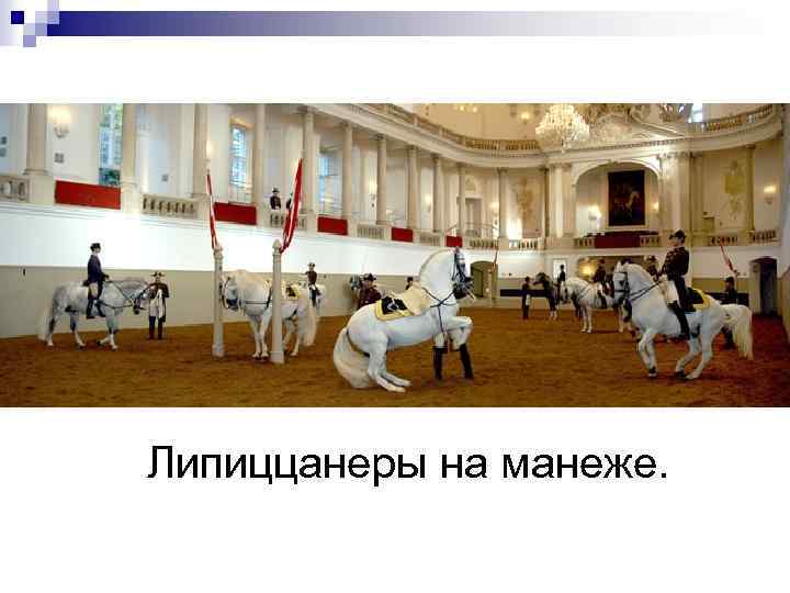 Липиццанеры на манеже. 