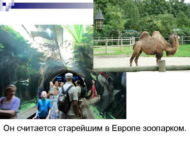 Он считается старейшим в Европе зоопарком. 
