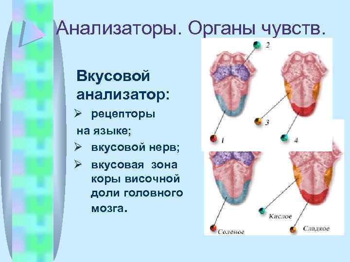 Анализаторы. Органы чувств. Вкусовой анализатор: рецепторы на языке; вкусовой нерв; вкусовая зона коры височной