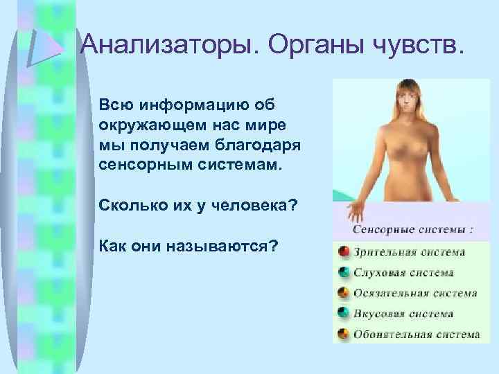 Анализаторы. Органы чувств. Всю информацию об окружающем нас мире мы получаем благодаря сенсорным системам.