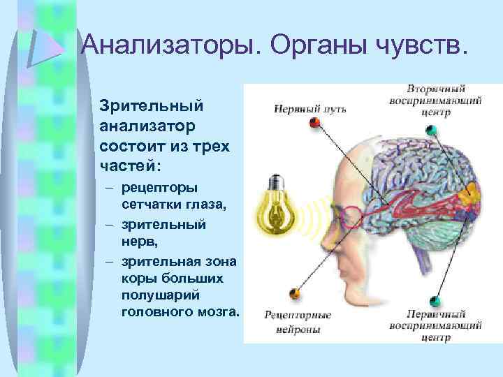 Анализаторы. Органы чувств. Зрительный анализатор состоит из трех частей: – рецепторы сетчатки глаза, –