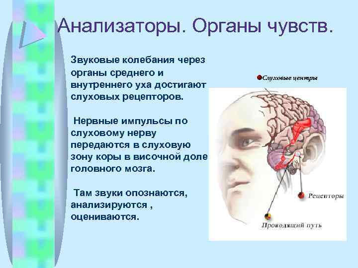 Анализаторы. Органы чувств. Звуковые колебания через органы среднего и внутреннего уха достигают слуховых рецепторов.