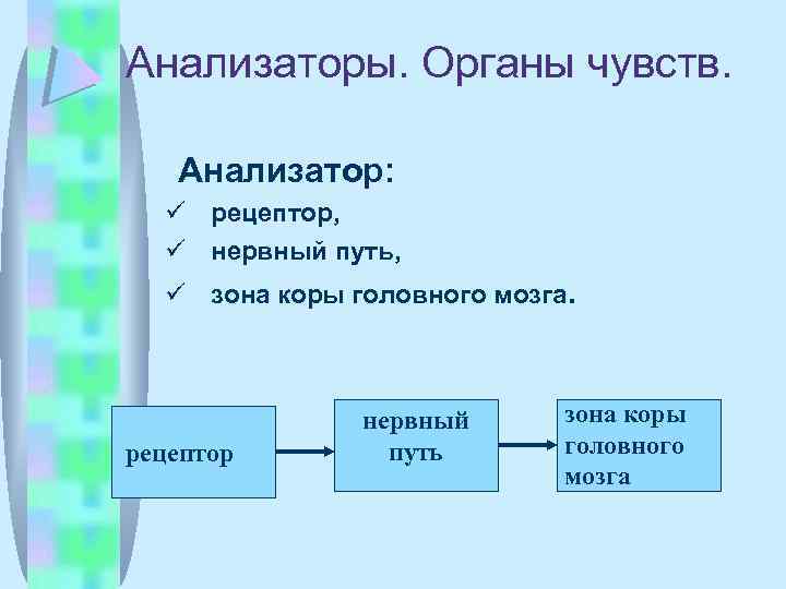 Анализаторы. Органы чувств. Анализатор: рецептор, нервный путь, зона коры головного мозга. рецептор нервный путь