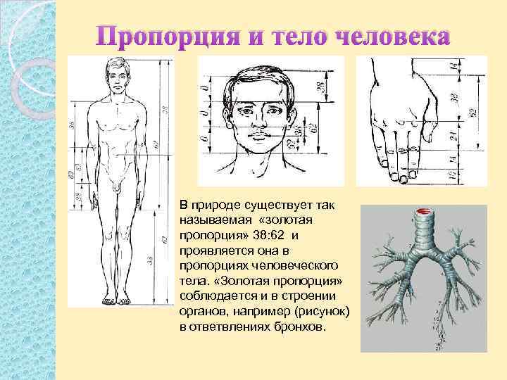 Презентация смешные человечки пропорции выражают характер