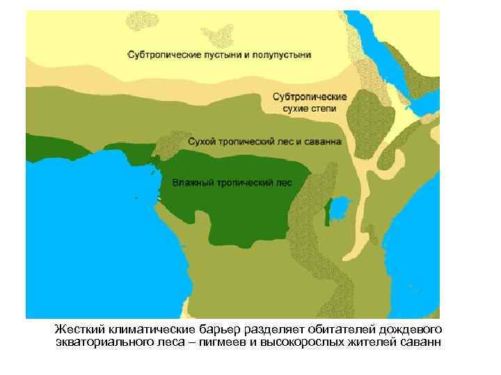 Жесткий климатические барьер разделяет обитателей дождевого экваториального леса – пигмеев и высокорослых жителей саванн
