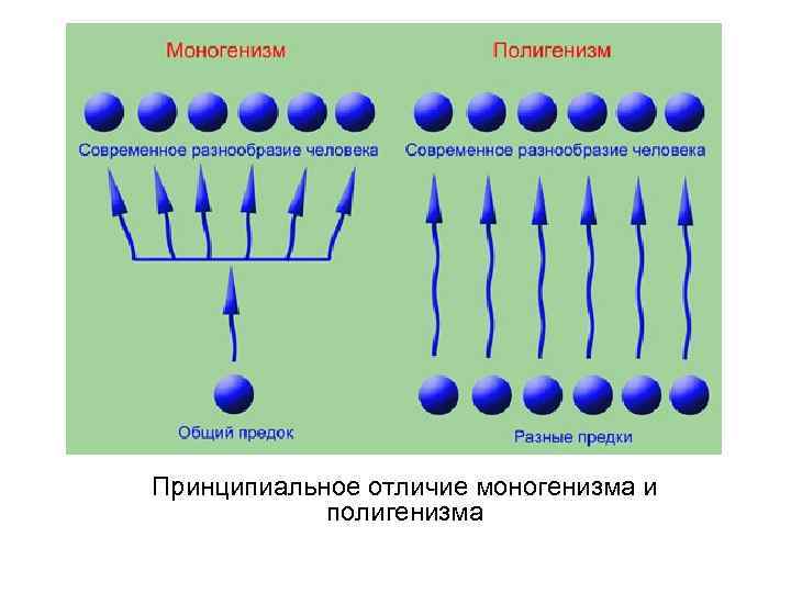 Принципиальное отличие моногенизма и полигенизма 