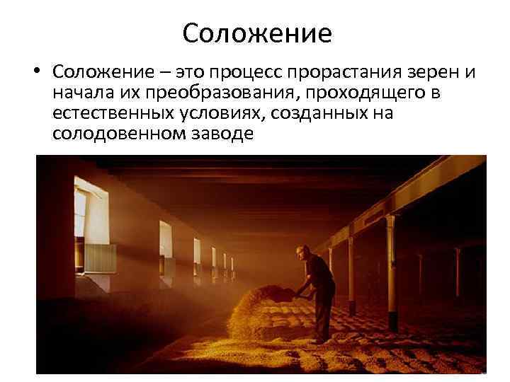 Соложение • Соложение – это процесс прорастания зерен и начала их преобразования, проходящего в