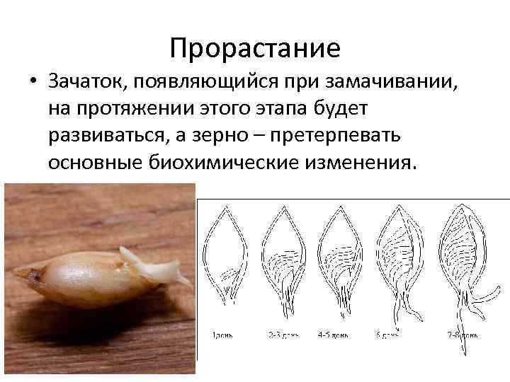 Прорастание • Зачаток, появляющийся при замачивании, на протяжении этого этапа будет развиваться, а зерно
