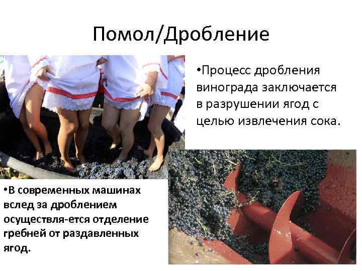 Помол/Дробление • Процесс дробления винограда заключается в разрушении ягод с целью извлечения сока. •