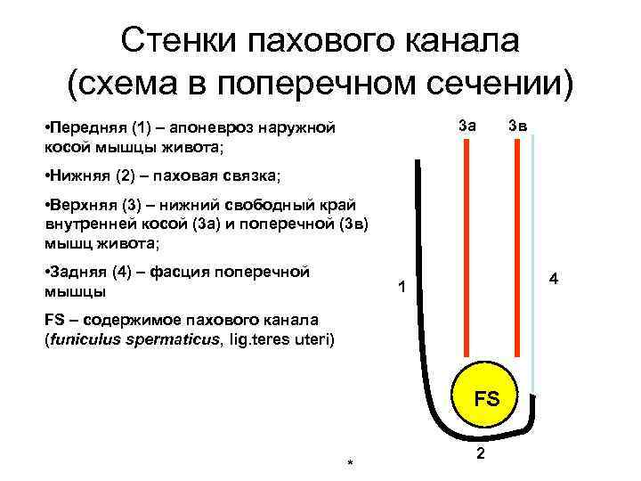 Стенки пахового канала (cхема в поперечном сечении) 3 в 3 а • Передняя (1)