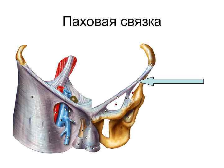 Паховая связка 