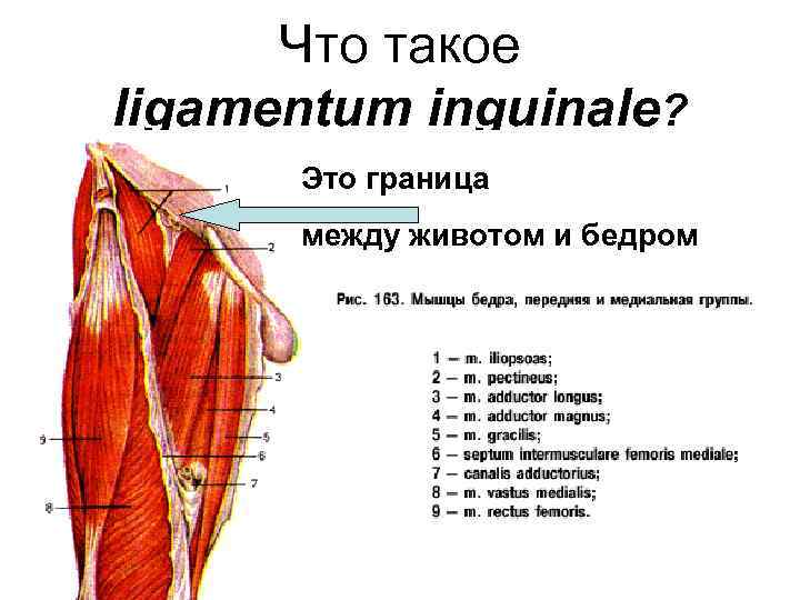 Что такое ligamentum inguinale? Это граница между животом и бедром 