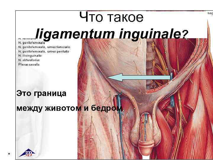 Что такое ligamentum inguinale? Это граница между животом и бедром * 