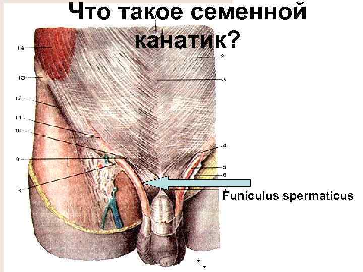 Что такое семенной канатик? Funiculus spermaticus * 