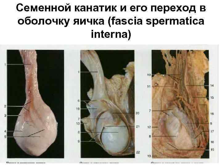 Семенной канатик и его переход в оболочку яичка (fascia spermatica interna) 