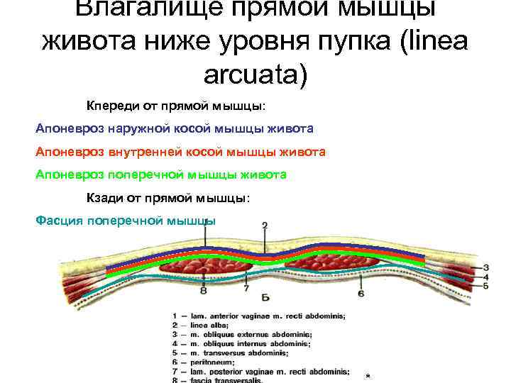 Влагалище прямой мышцы живота ниже уровня пупка (linea arcuata) Кпереди от прямой мышцы: Апоневроз