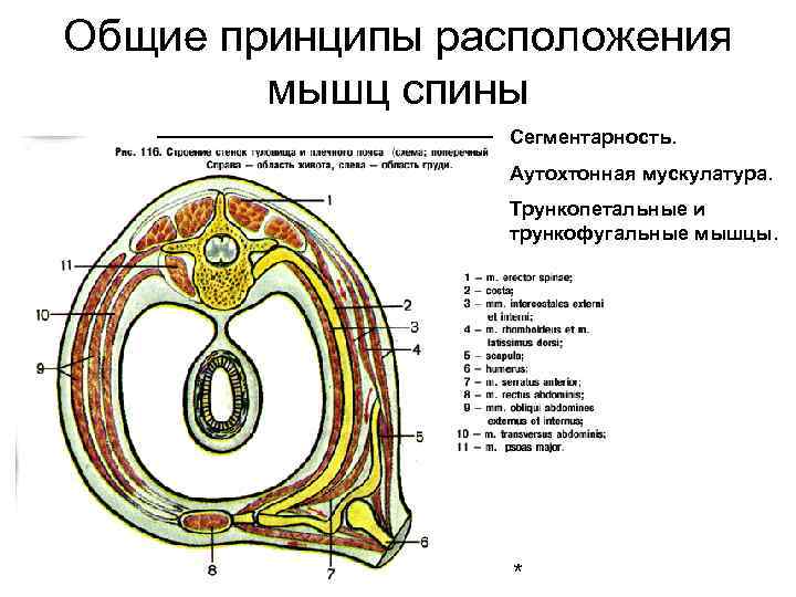 Общие принципы расположения мышц спины Сегментарность. Аутохтонная мускулатура. Трункопетальные и трункофугальные мышцы. * 