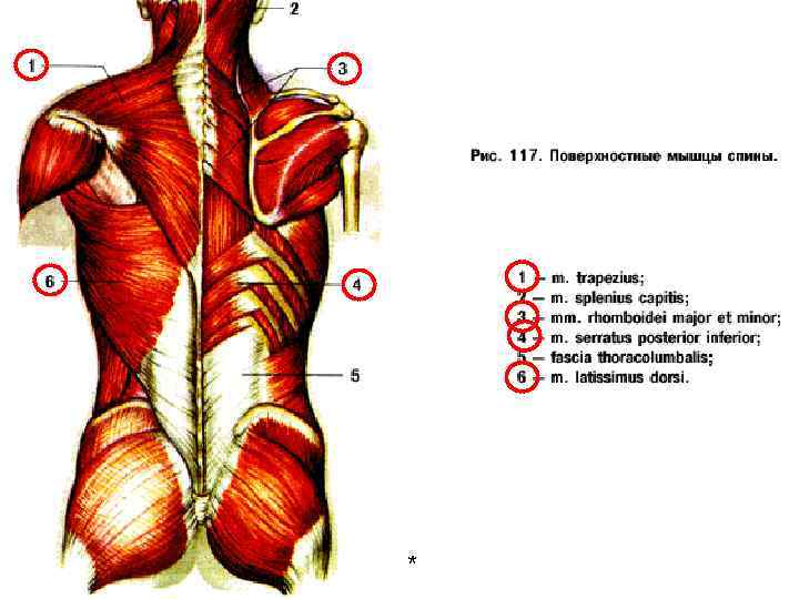 Глубокие мышцы спины анатомия рисунок