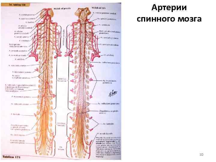 Артерии спинного мозга 10 