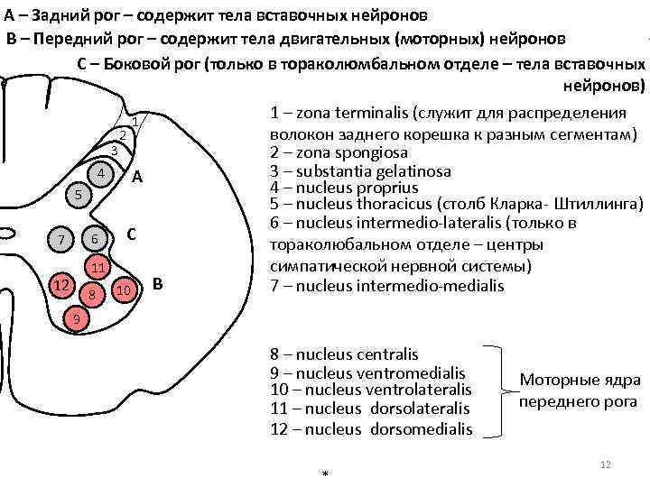 А – Задний рог – содержит тела вставочных нейронов В – Передний рог –