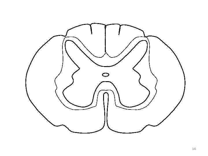 Рисунки поперечного. Поперечный разрез спинного мозга без подписей. Поперечный срез спинного мозга без подписей. Наружный рельеф спинного мозга. Серое вещество спинного мозга бабочка.