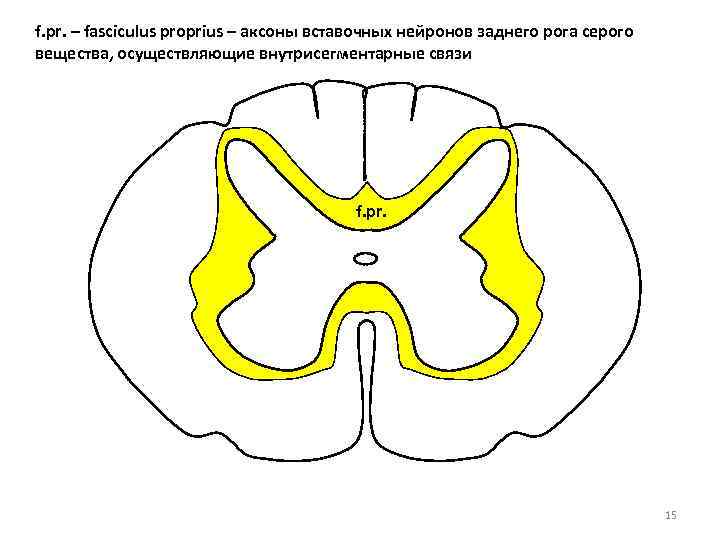 f. pr. – fasciculus proprius – аксоны вставочных нейронов заднего рога серого вещества, осуществляющие