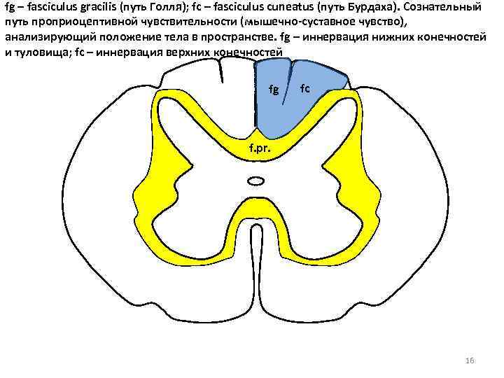 fg – fasciculus gracilis (путь Голля); fc – fasciculus cuneatus (путь Бурдаха). Сознательный путь