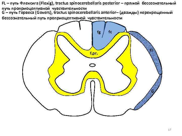 FL – путь Флексига (Flexig), tractus spinocerebellaris posterior – прямой бессознательный путь проприоцептивной чувствительности