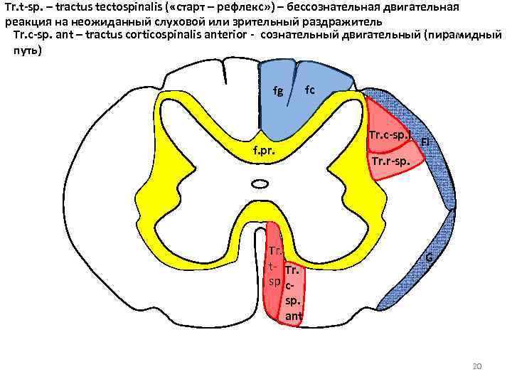 Tr. t-sp. – tractus tectospinalis ( «старт – рефлекс» ) – бессознательная двигательная реакция