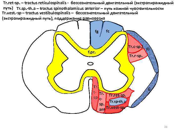 Tr. ret-sp. – tractus reticulospinalis - бессознательный двигательный (экстрапирамидный путь) Tr. sp. -th. a