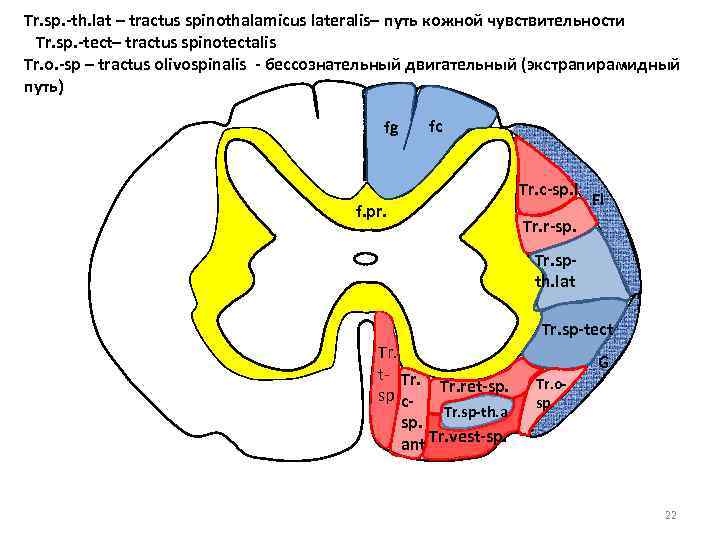 Tr. sp. -th. lat – tractus spinothalamicus lateralis– путь кожной чувствительности Tr. sp. -tect–