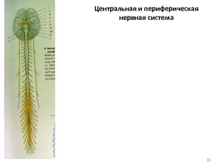 Центральная и периферическая нервная система 25 