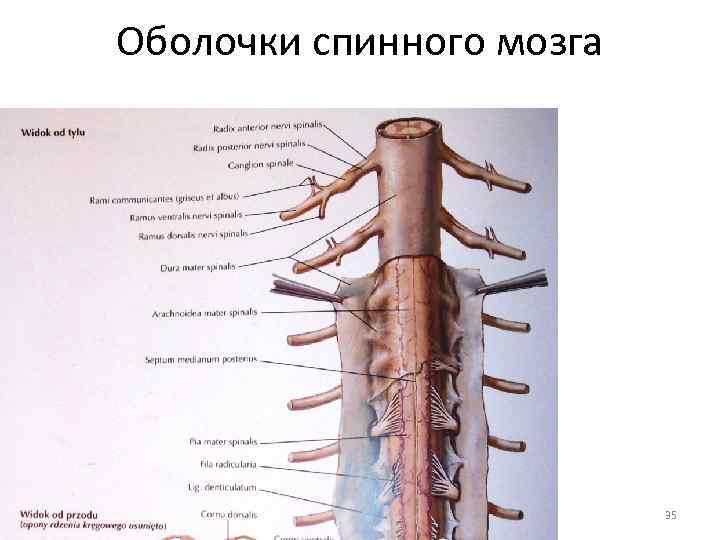 Оболочки спинного мозга 35 