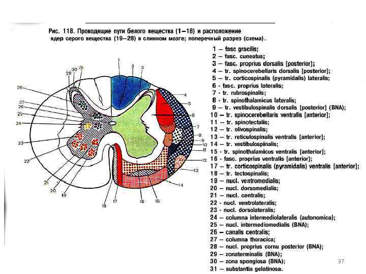 Проводящие пути спинного. Спинной мозг схема ядер и проводящих путей. Поперечный срез спинного мозга латынь. Схема среза спинного мозга с ядрами и проводящими путями. Проводящие пути белого вещества спинного мозга.