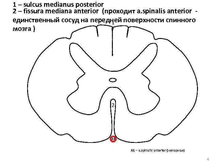 1 – sulcus medianus posterior 2 – fissura mediana anterior (проходит a. spinalis anterior