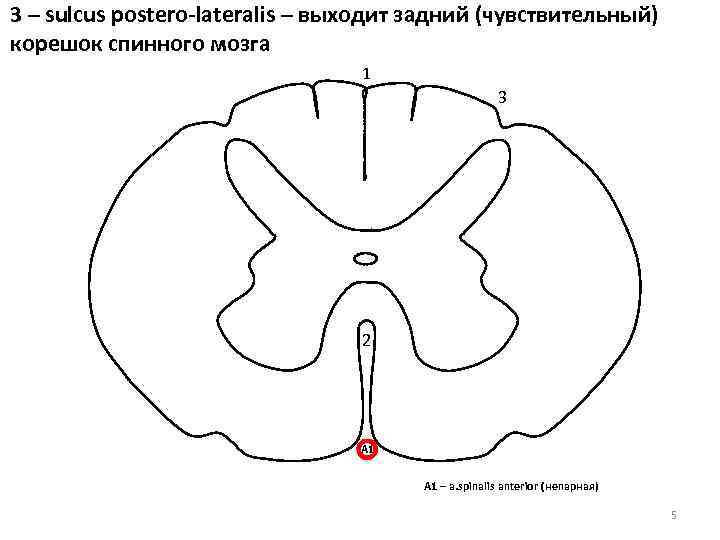 3 – sulcus postero-lateralis – выходит задний (чувствительный) корешок спинного мозга 1 3 2