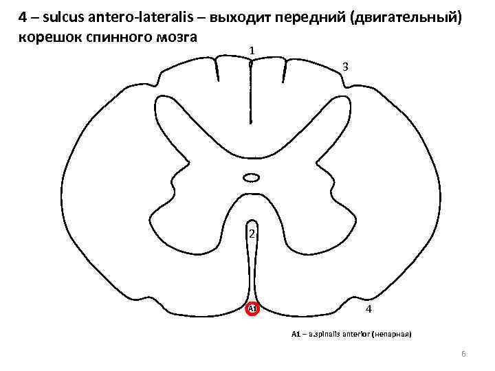 4 – sulcus antero-lateralis – выходит передний (двигательный) корешок спинного мозга 1 3 2