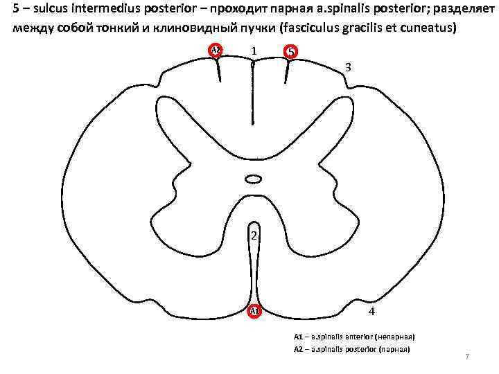 5 – sulcus intermedius posterior – проходит парная a. spinalis posterior; разделяет между собой