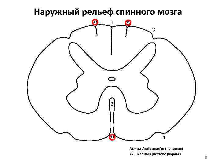 Наружный рельеф спинного мозга А 2 1 5 3 2 А 1 4 А