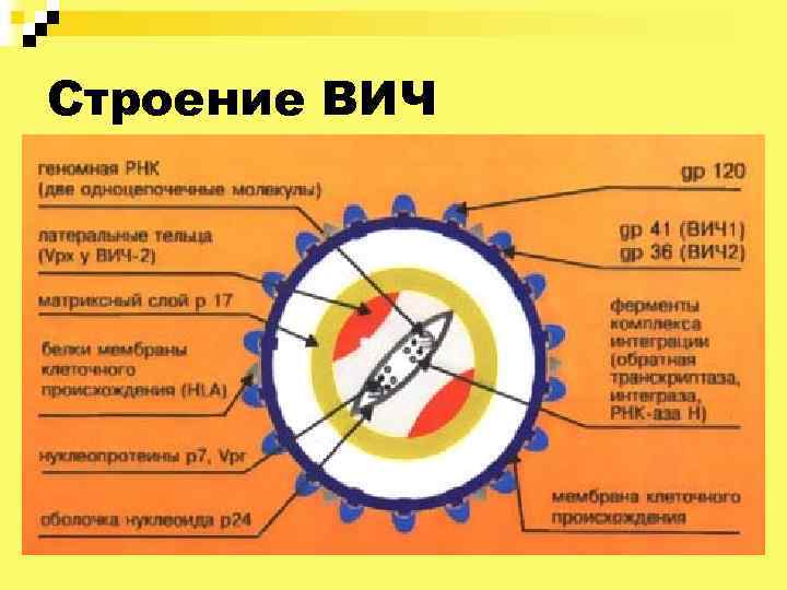 Строение ВИЧ 