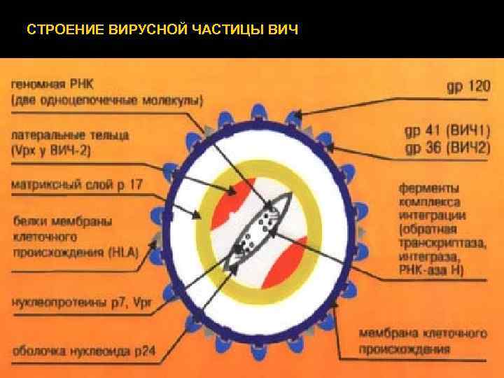 Вирусная частица