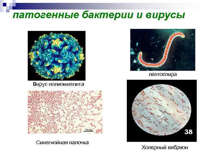 Бактерии являются паразитами животных. Патогенные бактерии. Болезнетворные бактерии. Болезнетворные микроорганизмы называются. Патогенными называются бактерии.