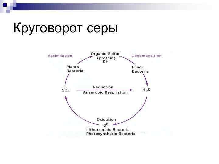 Круговорот серы в биосфере схема 9 класс