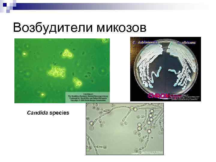 Возбудители микозов Candida species 