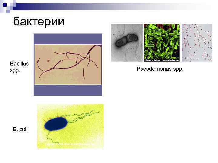Бактерия spp. Бактерии рода Bacillus. Микроорганизмы рода Pseudomonas. Бактерии родов Bacillus. Бактерии рода Bacillus SPP.