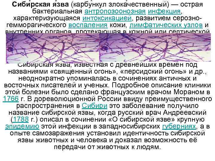 Сиби рская я зва (карбу нкул злока чественный) — острая бактериальная антропозоонозная инфекция, характеризующаяся