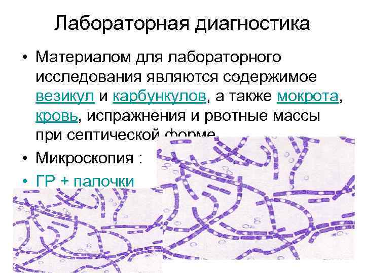 Лабораторная диагностика • Материалом для лабораторного исследования являются содержимое везикул и карбункулов, а также