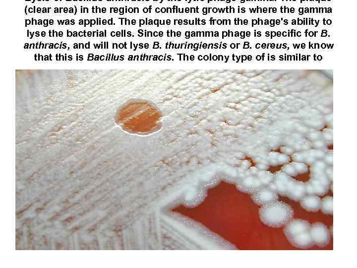 Lysis of Bacillus anthracis by the lytic phage gamma. The plaque (clear area) in